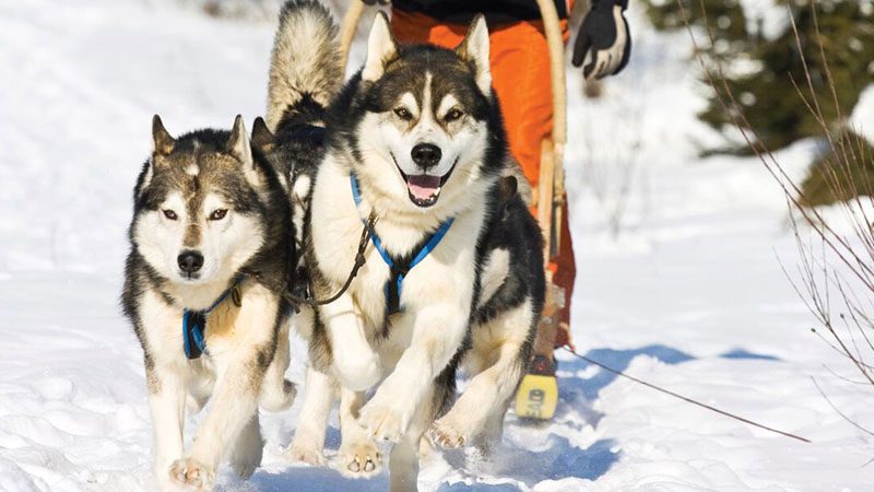 Alaska dog sledding