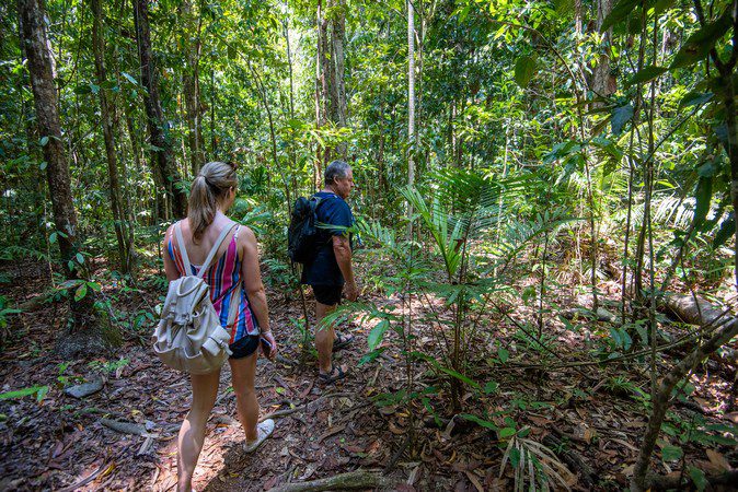 Walking through the Daintree