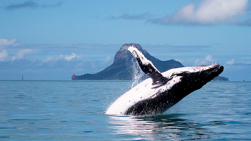 A humpback whale breaching in the water