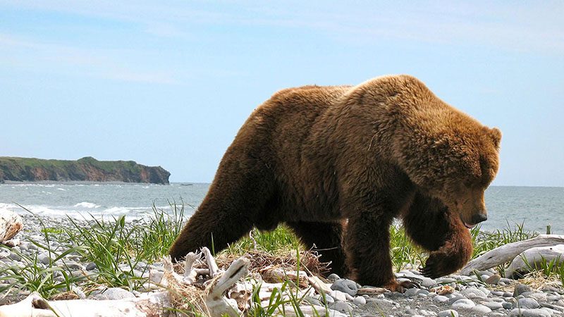Brown bear