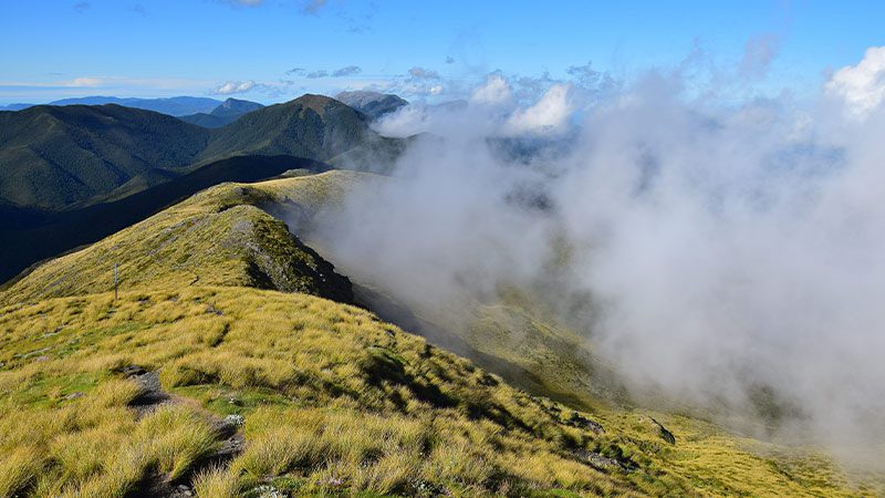 Mt. Arthur Summit Track in Nelson.