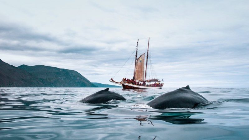 Carbon neutral whale watching in Iceland