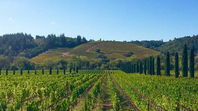 Sonoma vineyard