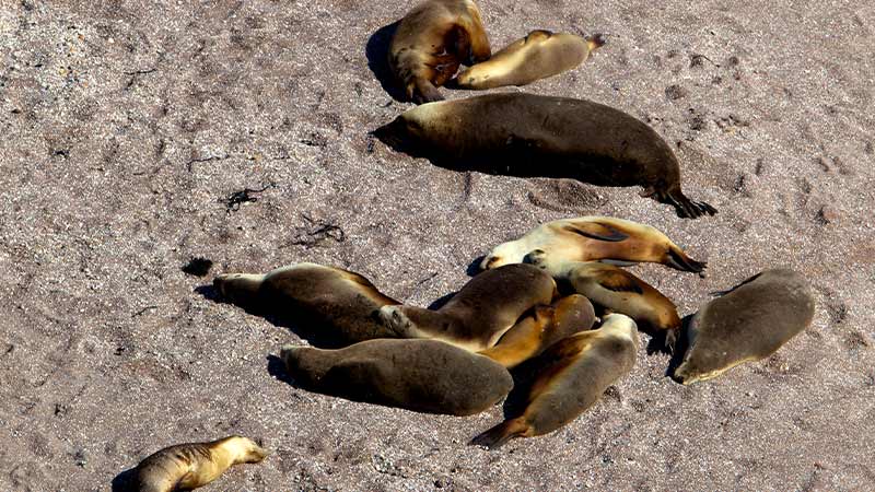 Sea lions lounging on the beach below Point Labatt