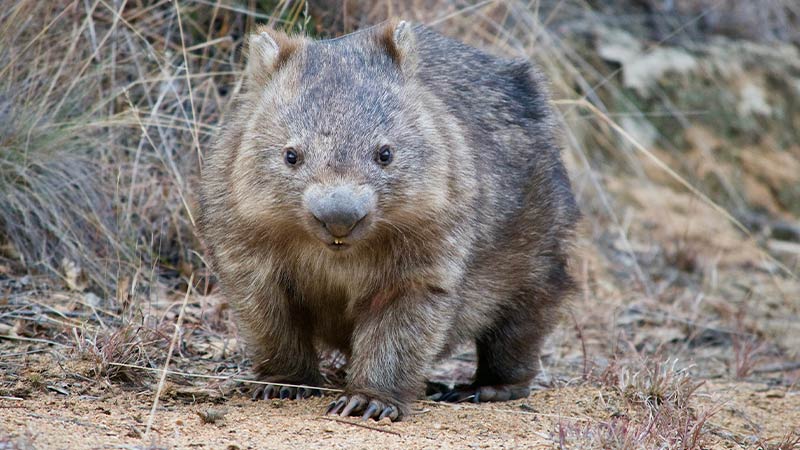 A wombat roaming in the wild in Bookabie (wombat country)