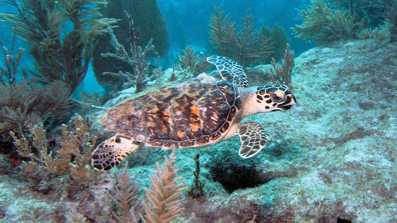 A turtle swimming on a coral reef