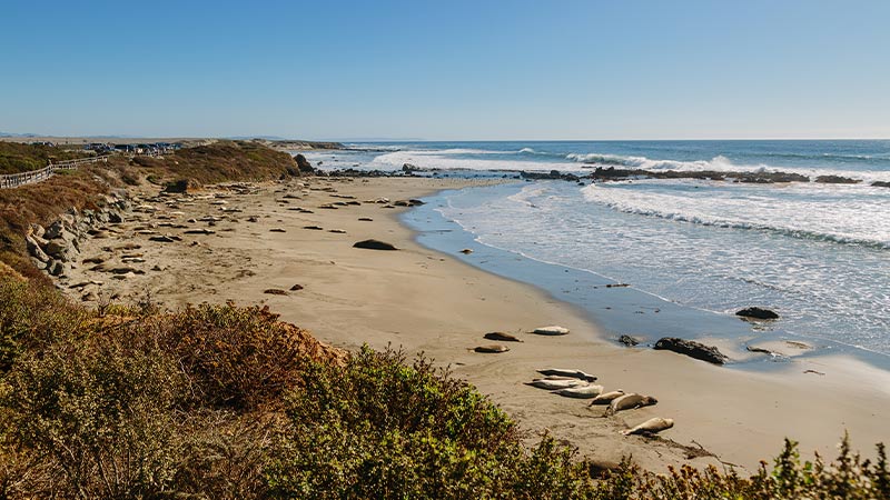 Elephant seals laying on the beach at Elephant Seal Vista Point.