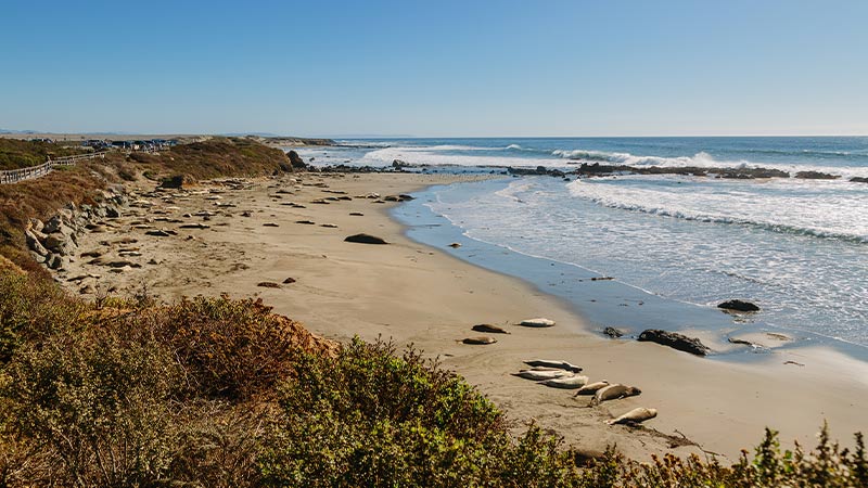 Elephant seals laying on the beach at Elephant Seal Vista Point. 