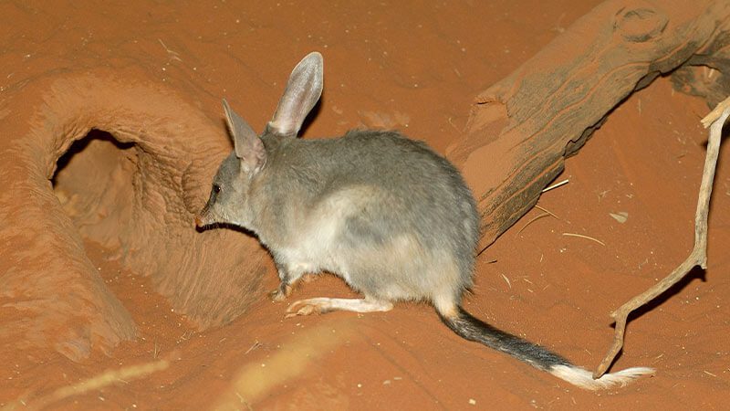 A bilby scurrying into a burrow