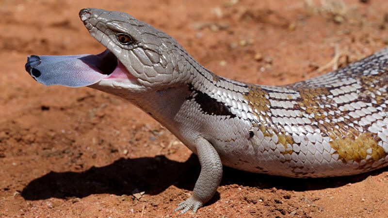 A blue-tongue lizard sticking its tongue out
