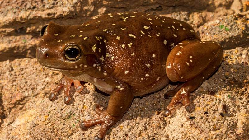 A Centralian frog