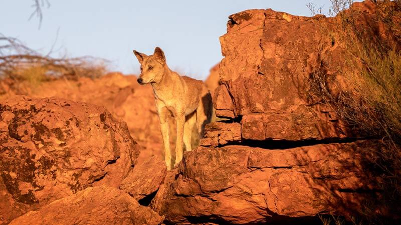 A desert dingo stood on a rocky outcrop