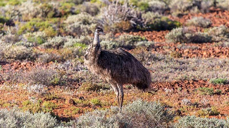 An emu on grassy plains in the Red Centre