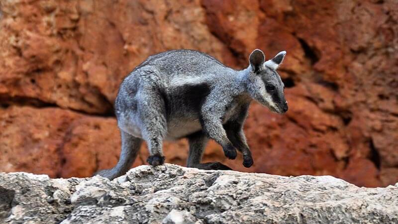A black-footed wallaby hopping down from a rock