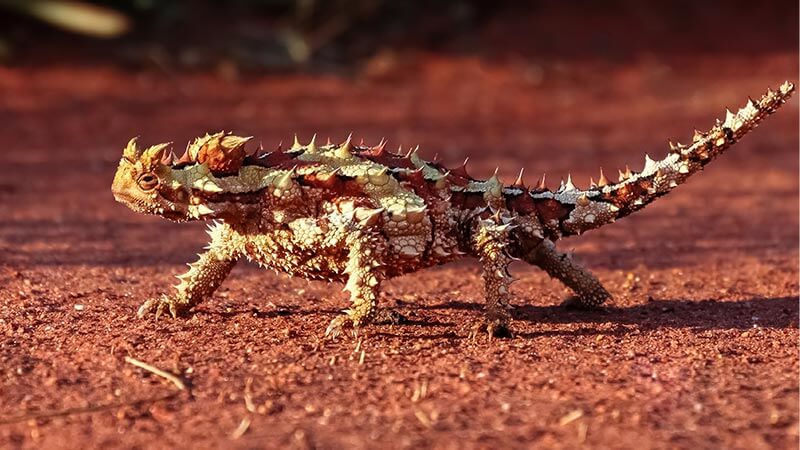 A thorny devil lizard in the Red Centre, Australia