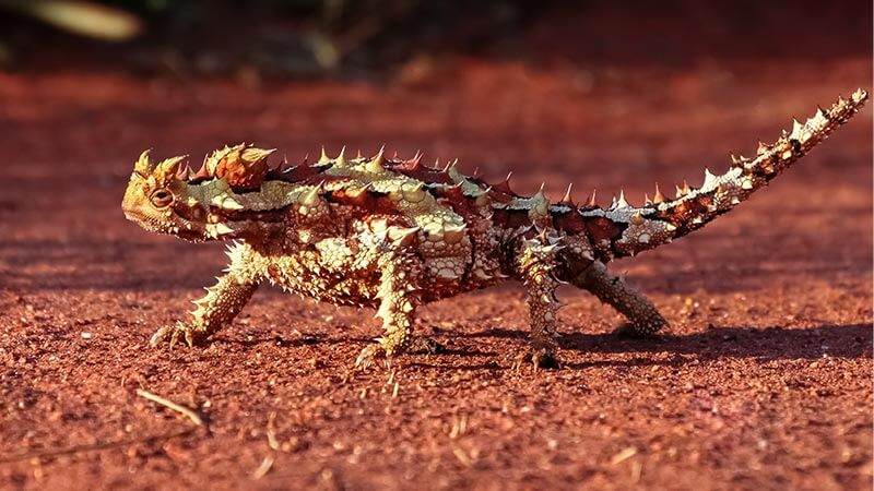 A thorny devil lizard in the Red Centre, Australia