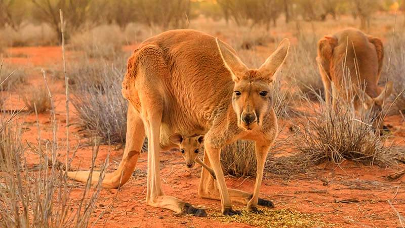 A female red kangaroo with a joey in her pouch