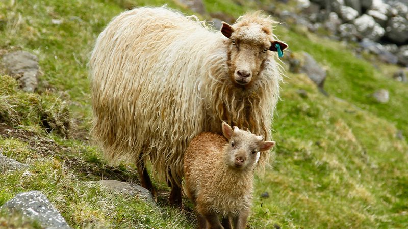 A Faroese sheep and her lamb on a hill