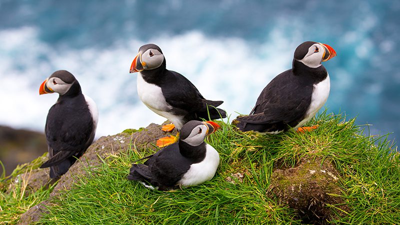 Puffins on Mykines Island in the Faroe Islands