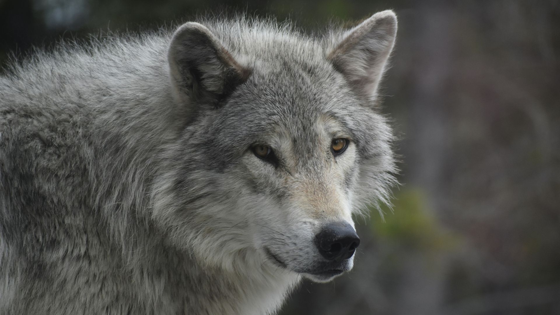 Grey wolves in Yellowstone national park, Wyoming, with Intrepid.