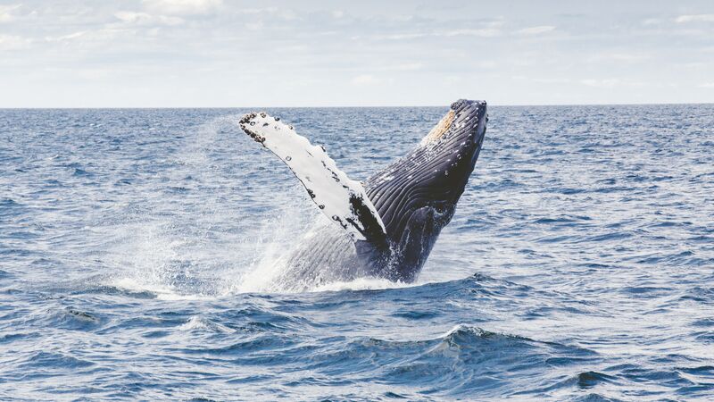 A breaching humpback whale.