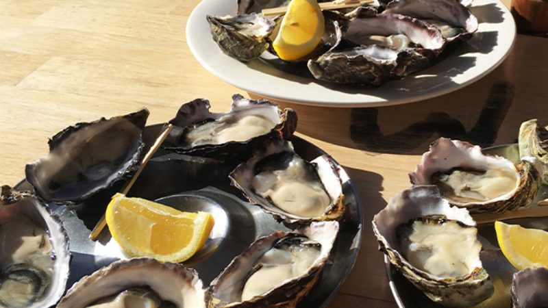 A group of plates laden with freshly shucked oysters with lemon wedges on the side