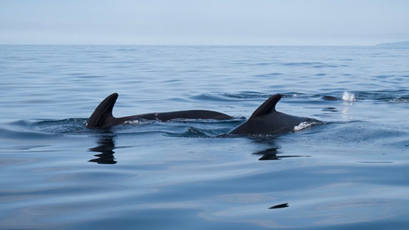 Fins of pilot whales cutting through the water off Cape Breton