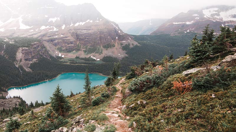 An aerial view of Lake O'Hara from a rocky mountain trail with snow-covered mountains in the background.