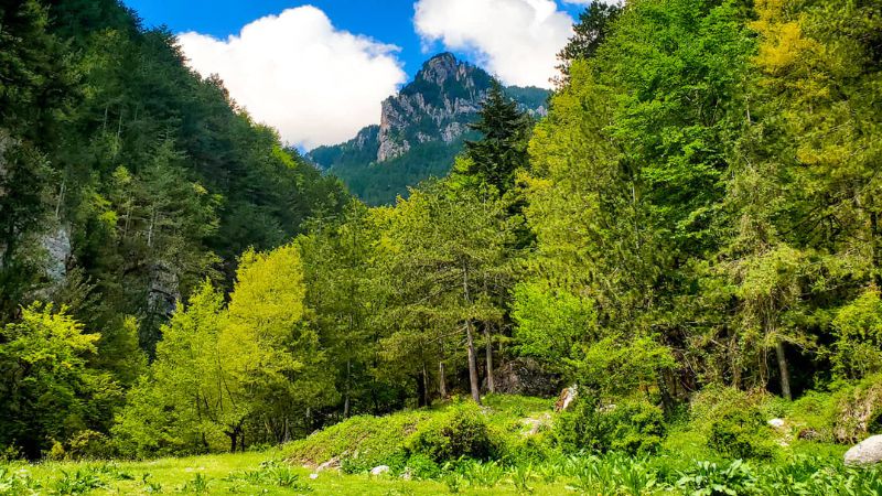 Lush green trees and mountains in Greece