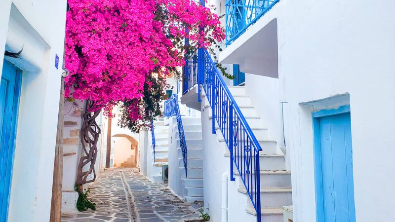 Bright pink flowers spill over a laneway between two white and blue buildings