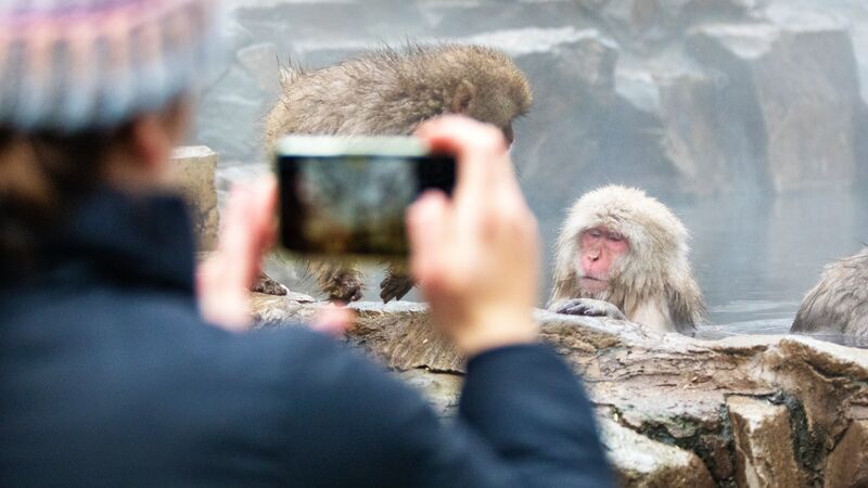 Woman taking a photo of a Japanese Macaque