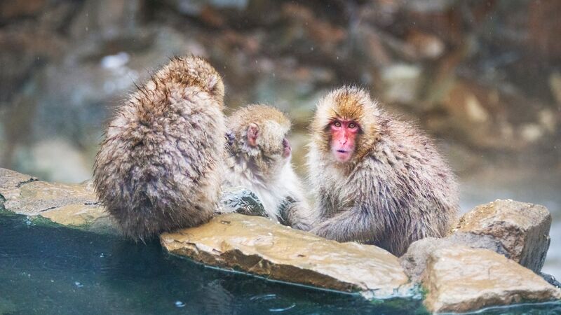 Three Japanese Macaque monkeys sitting on rocks on the edge of a hot spring.