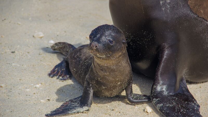 A seal pup standing at its mother's feet
