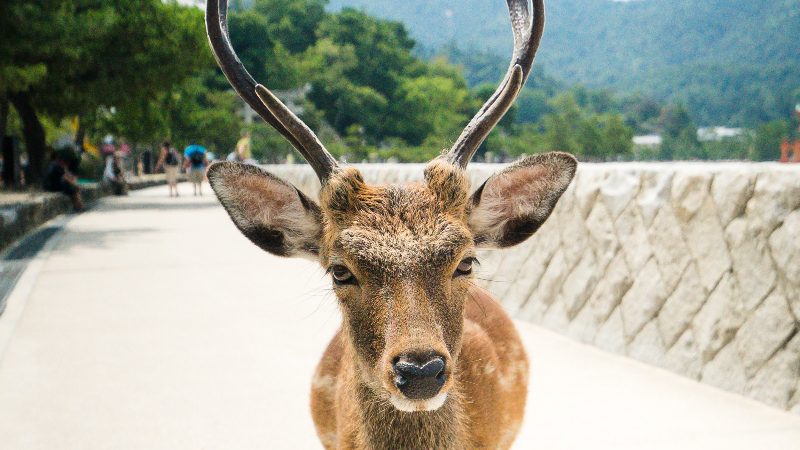 A gentle sika deer up close.