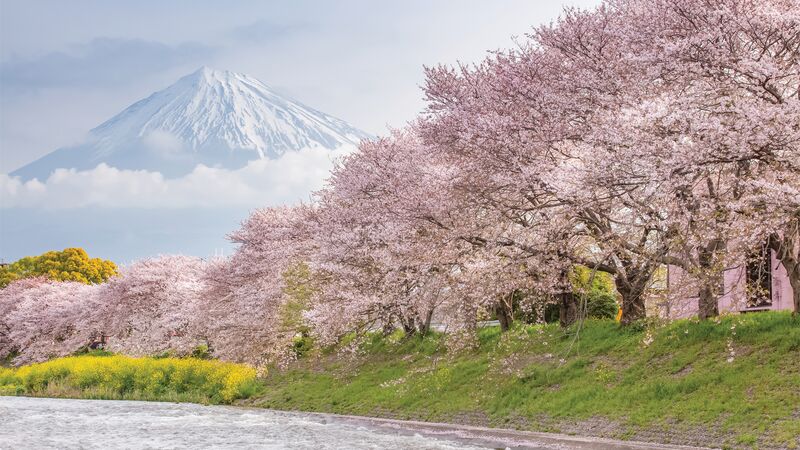 Blossoming cherry trees in the foreground with the towering peak of Mount Fuji rises in the distance. 
