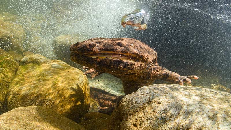 A giant Japanese salamander crawling over the rocks of a river.