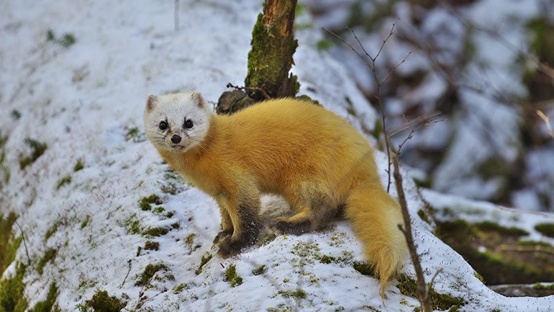 A colourful Japanese marten standing on an icy fallen tree.