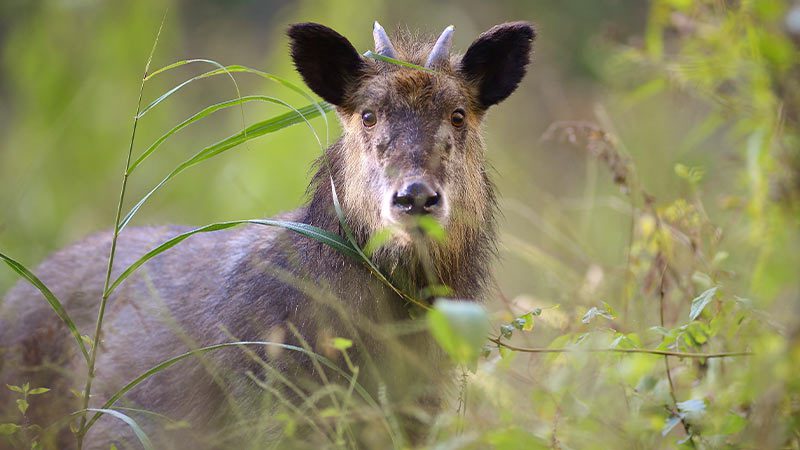 8 native Japanese animals | Intrepid Travel Blog - The Journal