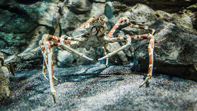 A Japanese spider crab standing on the sandy ocean floor, surrounded by rocks.