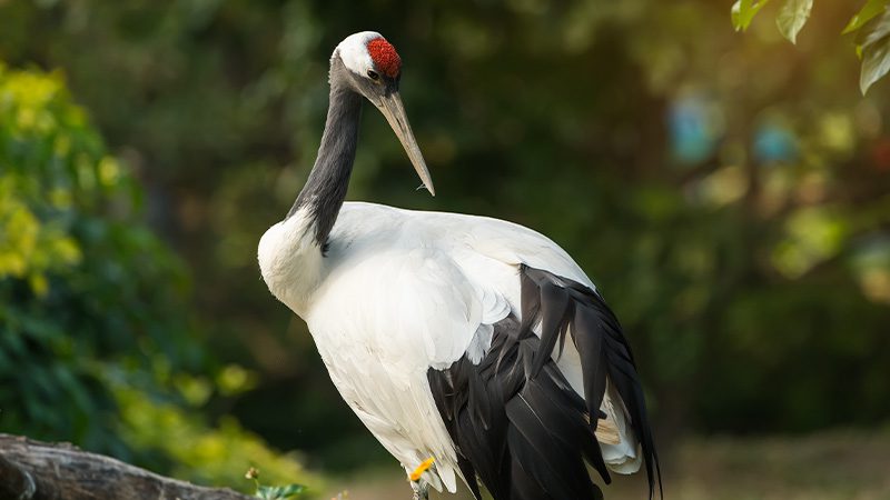 A red-crowned crane standing on top of a wooden log in its natural habitat.