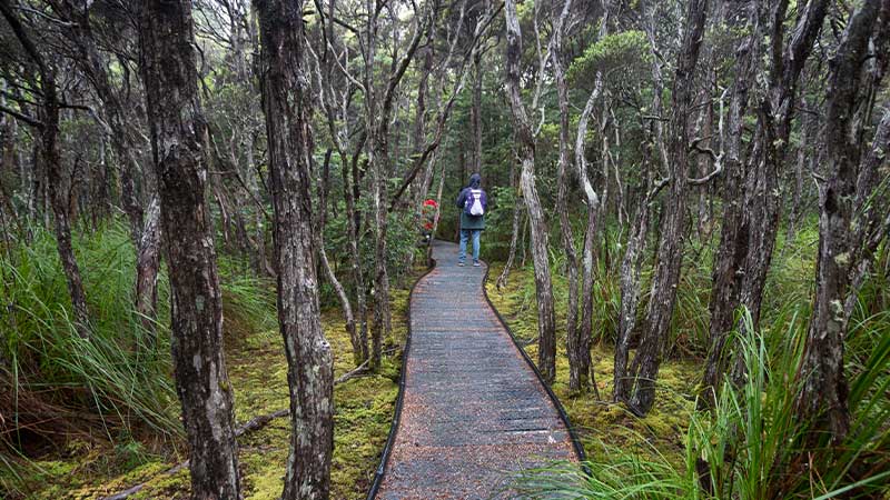 The forested landscape of the Goblin Forest Walk with a wooden boardwalk in between the trees.  