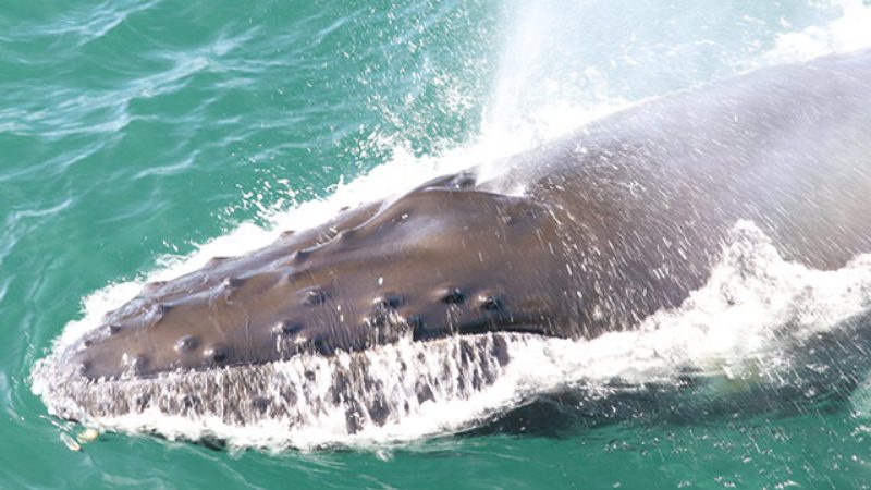 The blowhole of a humpback whale as it swims through the waters of the Bay of Fundy.