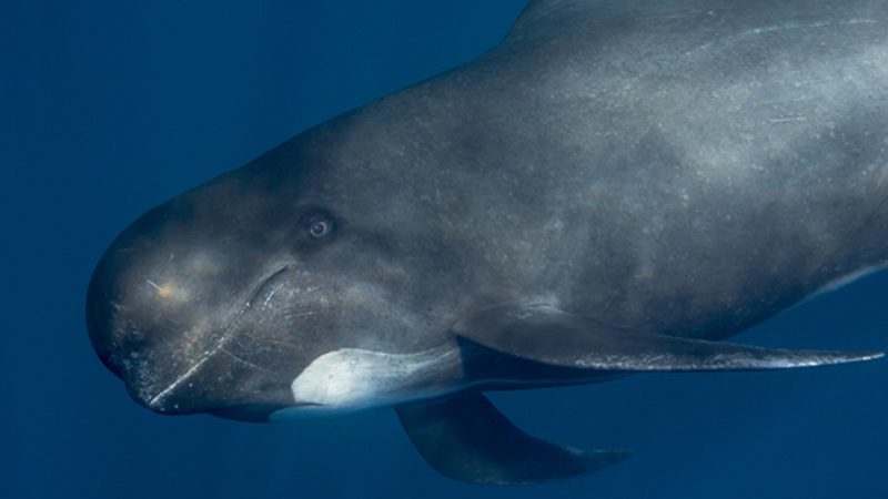 Up close look at a long-finned pilot whale with its grey body and large nose.