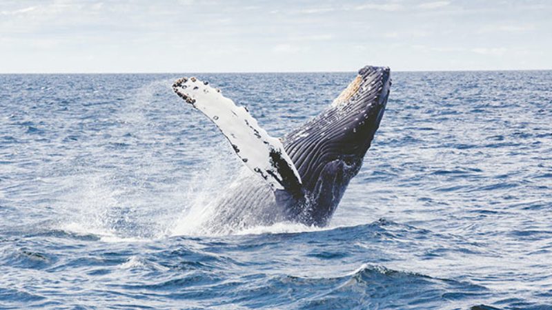 A humpback whale breaching the water's surface outside Lunenburg.