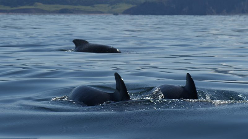 A pod of whales with their fins protruding from the waters of Halifax.
