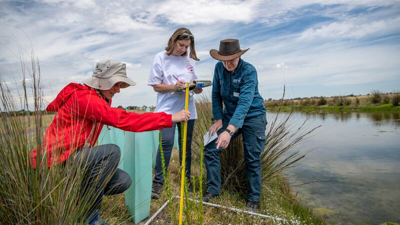 Championing coastal wetlands: Blue Carbon Lab is restoring lost ecosystems