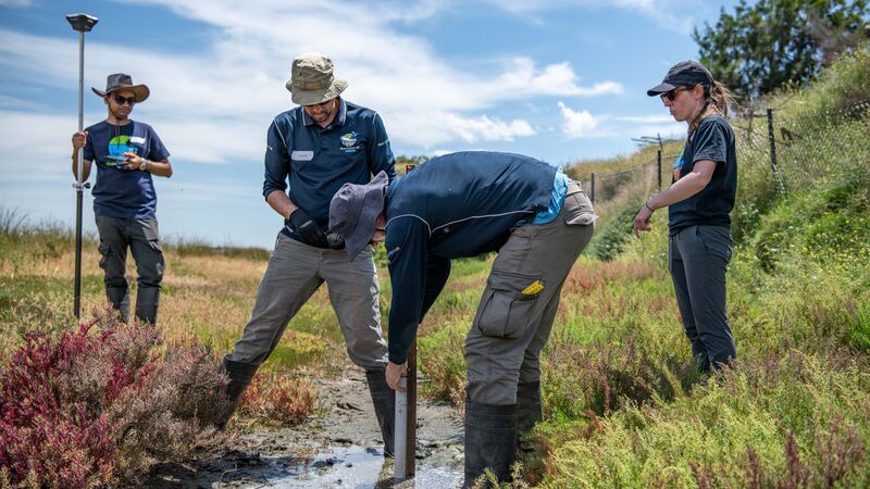 A group of people working in a grassy wetland on a sunny day