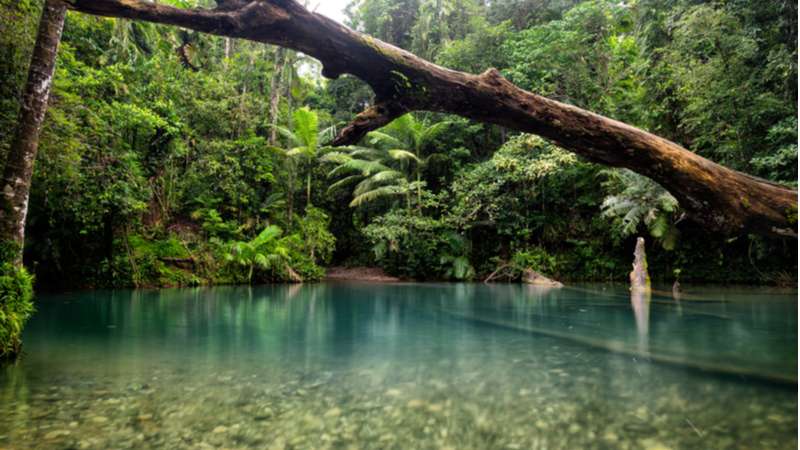 A secluded swimming spot in the lush rainforest of Cairns.