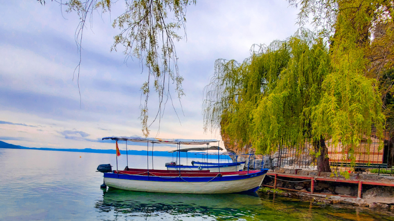 An old boat moored under a willow tree