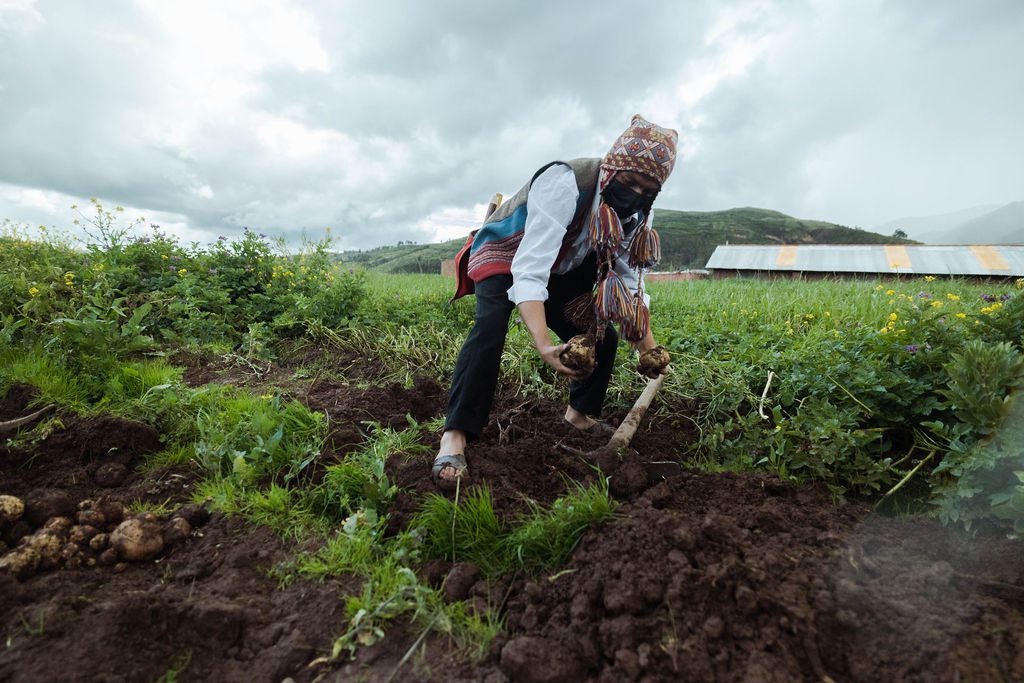 An indigenous farmer works the land in Peru. Image courtesy of Colin Yen.